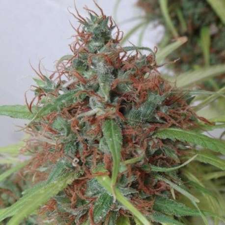 10 UND REG - HONDURAS * ACE SEEDS 10 UND REGULARES