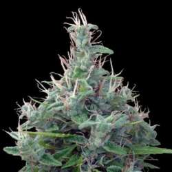 10 UND REG - LEBANESE * ACE SEEDS 10 UND REGULARES