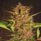 30 UND REG - PAKISTAN CHITRAL KUSH PACK DE CRIA * ACE SEEDS 30 UND REGULARES