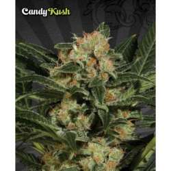 5 UND FEM - CANDY KUSH * AUTO SEEDS 5 UND FEMINIZADAS