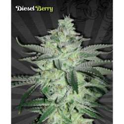 5 UND FEM - DIESEL BERRY * AUTO SEEDS 5 UND FEMINIZADAS