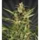 5 UND FEM - JUICY LUCY * AUTO SEEDS 5 UND FEMINIZADAS