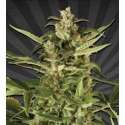 5 UND FEM - JUICY LUCY * AUTO SEEDS 5 UND FEMINIZADAS