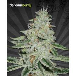 5 UND FEM - DREAMBERRY * AUTO SEEDS 5 UND FEMINIZADAS