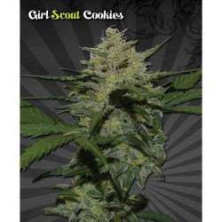 5 UND FEM - GIRL SCOUT COOKIES * AUTO SEEDS 5 UND FEMINIZADAS