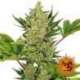 1 UND FEM - BLUE CHEESE (AUTO FLOWERING) * BARNEY´S FARM 1 UND FEMINIZADAS