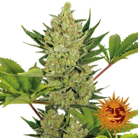 1 UND FEM - BLUE CHEESE (AUTO FLOWERING) * BARNEY´S FARM 1 UND FEMINIZADAS