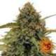 1 UND FEM - BAD AZZ KUSH * BARNEY'S FARM 1 UND FEMINIZADAS