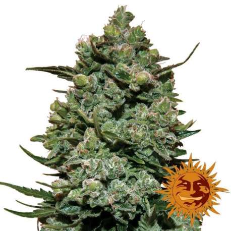 1 UND FEM - COOKIES KUSH * BARNEY´S FARM 1 UND FEMINIZADAS