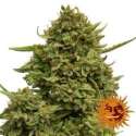 1 UND FEM - PINEAPPLE CHUNK * BARNEY'S FARM 1 UND FEMINIZADAS