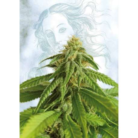 1 UND FEM - AFRODITE * KANNABIA SEEDS 1 UND FEMINIZADA