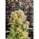 1 UND FEM - DIESEL GLUE * KANNABIA SEEDS 1 UND FEMINIZADA