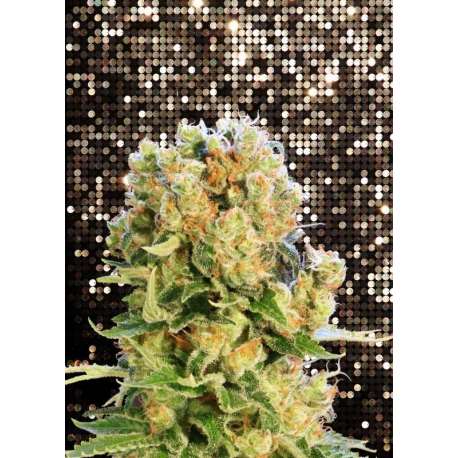 1 UND FEM - DIESEL GLUE * KANNABIA SEEDS 1 UND FEMINIZADA
