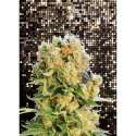 1 UND FEM - DIESEL GLUE * KANNABIA SEEDS 1 UND FEMINIZADA