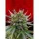 1 UND FEM - KICKASS AUTO * KANNABIA SEEDS 1 UND FEMINIZADA