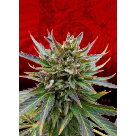 1 UND FEM - KICKASS AUTO * KANNABIA SEEDS 1 UND FEMINIZADA