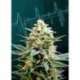 1 UND FEM - KRITIKAL-K * KANNABIA SEEDS 1 UND FEM