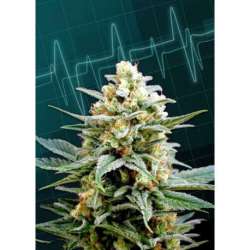 1 UND FEM - KRITIKAL-K * KANNABIA SEEDS 1 UND FEM