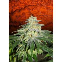 1 UND FEM -RUSSIAN DOLL * KANNABIA SEEDS 1 UND FEMINIZADA
