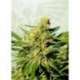 1 UND FEM - BCN DIESEL CBD * KANNABIA SEEDS 1 UND FEMINIZADA