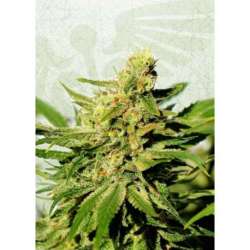 1 UND FEM - BCN DIESEL CBD * KANNABIA SEEDS 1 UND FEMINIZADA