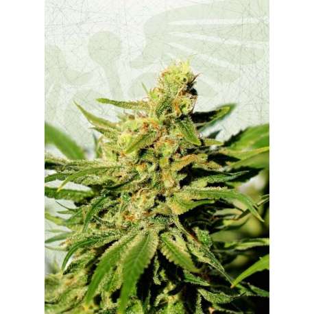 1 UND FEM - BCN DIESEL CBD * KANNABIA SEEDS 1 UND FEMINIZADA