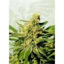 1 UND FEM - BCN DIESEL CBD * KANNABIA SEEDS 1 UND FEMINIZADA