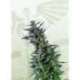 1 UND FEM - KAMA KUSH CBD * KANNABIA SEEDS 1 UND FEMINIZADA