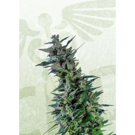 1 UND FEM - KAMA KUSH CBD * KANNABIA SEEDS 1 UND FEMINIZADA