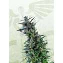 1 UND FEM - KAMA KUSH CBD * KANNABIA SEEDS 1 UND FEMINIZADA