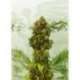 5 UND FEM - SWISS DREAM AUTO CBD * KANNABIA 5 UND FEMINIZADAS