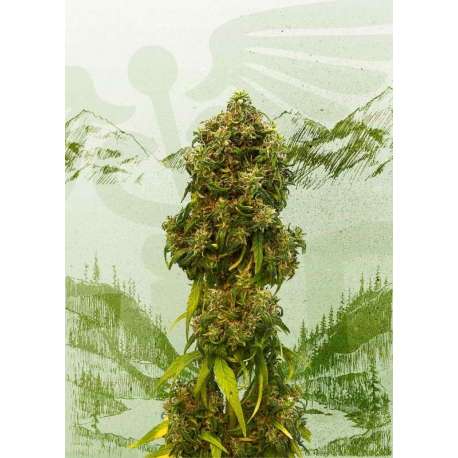 5 UND FEM - SWISS DREAM AUTO CBD * KANNABIA 5 UND FEMINIZADAS