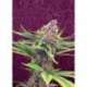 100 UND FEM - PURPLE KUSH * KANNABIA 100 UND FEMINIZADAS