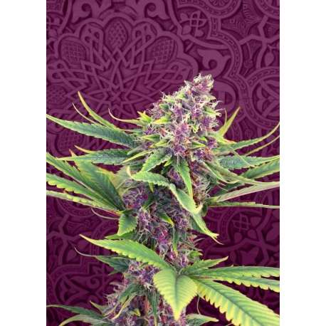 100 UND FEM - PURPLE KUSH * KANNABIA 100 UND FEMINIZADAS