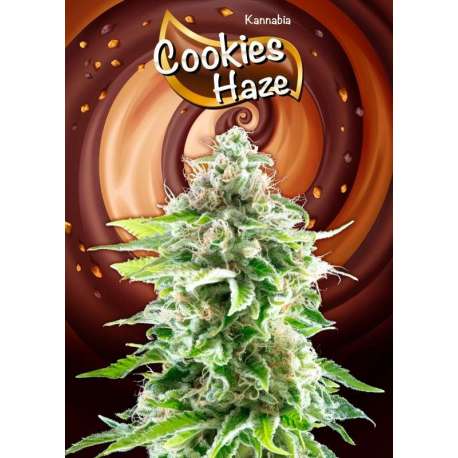 100 UND FEM - COOKIES HAZE * KANNABIA 100 UND FEMINIZADAS