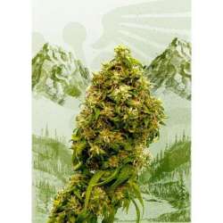 100 UND FEM - SWISS DREAM CBD * KANNABIA 100 UND FEMINIZADAS