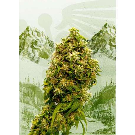 100 UND FEM - SWISS DREAM CBD * KANNABIA 100 UND FEMINIZADAS