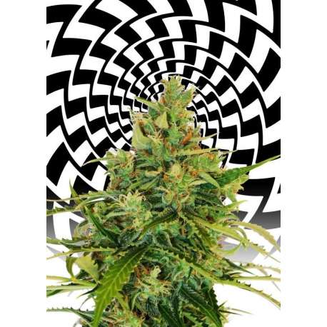 10 UND FEM - AMNESI-K * KANNABIA SEEDS 10 UND FEM