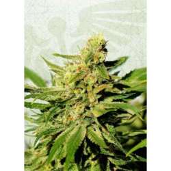 10 UND FEM - BCN DIESEL CBD * KANNABIA SEEDS 10 UND FEMINIZADAS