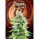 10 UND FEM - COOKIES HAZE * KANNABIA 10 UND FEMINIZADAS