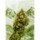 10 UND FEM - SWISS DREAM CBD * KANNABIA 10 UND FEMINIZADAS