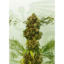 10 UND FEM - SWISS DREAM AUTO CBD * KANNABIA 10 UND FEMINIZADAS