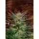 25 UND REG - MCEARLY * KANNABIA SEEDS 25 UND REGULARES