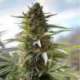 3 UND FEM - OVER DAWG * MEDICAL SEEDS FEM 3 UND