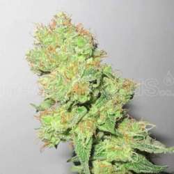 5 UND FEM - Y GRIEGA CBD * MEDICAL SEEDS 5 UND FEMINIZADAS