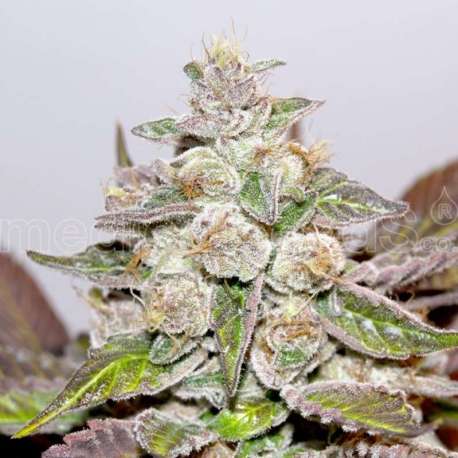 5 UND FEM - MENDOCINO X PURPLE KUSH * MEDICAL SEEDS 5 UND FEMINIZADAS