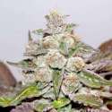 5 UND FEM - MENDOCINO X PURPLE KUSH * MEDICAL SEEDS 5 UND FEMINIZADAS