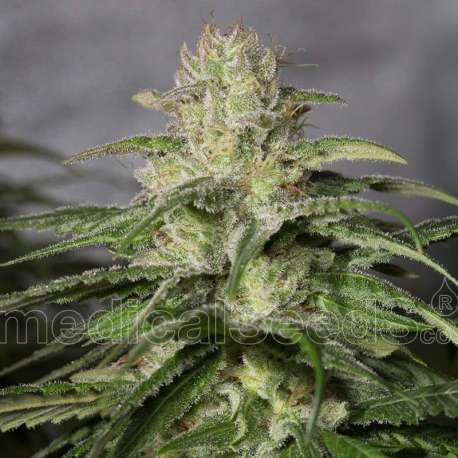 5 UND FEM - OG KUSH CBD * MEDICAL SEEDS FEM 5 UND