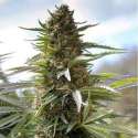 5 UND FEM - OVER DAWG * MEDICAL SEEDS FEM 5 UND