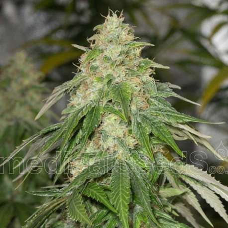 5 UND FEM - SOME SWEET * MEDICAL SEEDS FEM 5 UND